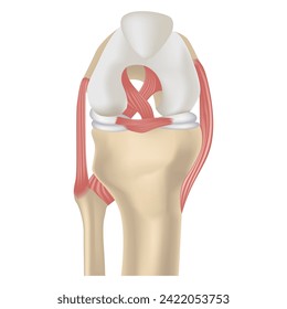 Rendering of the knee joint and its tendons. Cruciate ligament. Medical poster. Vector illustration
