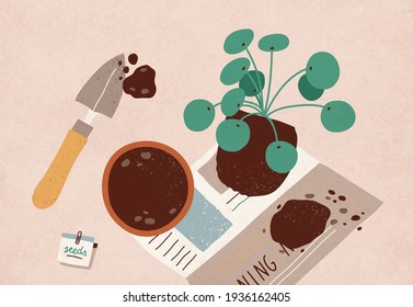 Replanting of Pilea Peperomioides into pot with soil. House plant transplanting. Home gardening and horticulture. Colored flat vector illustration of houseplant removing or transferring