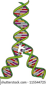 Replication Of DNA