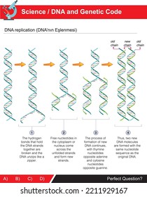 Replicación de ADN perteneciente al ADN y al código genético, formación de cadenas antiguas y nuevas (turco: ADN'nın Eşlenmesi)