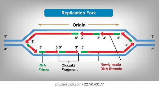 La horquilla de replicación es la región del ADN donde se está llevando a cabo el proceso de replicación. Ilustración vectorial