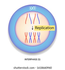 Replication process in nucleus, Interphase