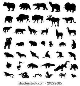 The representation of American animals