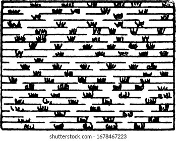 The representation of the fresh marsh, on a topographical map, vintage line drawing or engraving illustration.