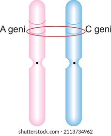 Representation Of The Genotype Form Formed By 2 Genes In Orange And Blue