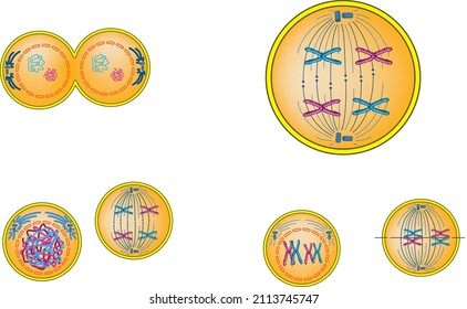 representation of mitosis and meiosis diagram consisting of brown round bodies