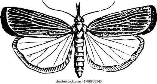 The representation of the moth, Crambus vulvivagellus species, wings spread. Forewings with dark mottled markings and hindwings are paler with oblique bands or vein like structure passing, vintage