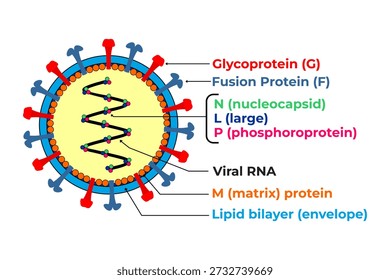 Representation of the Nipah virus NiV structure with cell parts name, medical science vector illustration. 