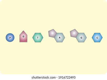 Representation Of Structures Found In Nucleotides With Symbols Science Lesson