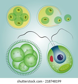 Representatives of unicellular green algae