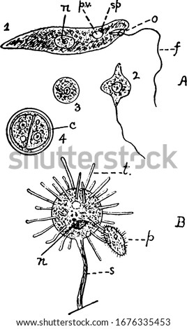 Protist Drawing | Free download on ClipArtMag