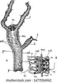 Represents, A, Longitudinal section through the body of Hydra (diagrammatic). B, small portion of the wall more highly magnified; and other, vintage line drawing or engraving illustration.