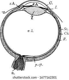 Represents, C. Cornea; a.h. aqueous humour; c.b. ciliary body; l. lens; I. iris; Sc. sclerotic; Ch. choroid; R. retina; and other, vintage line drawing or engraving illustration.