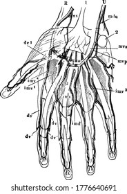 Represents the communications or anastomoses of different arteries and the fine terminal twigs given off from the larger trunks; these twigs end in the capillaries which would be visible.