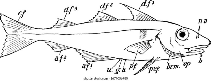 Represents, n.a., Nasal apertures (double on each side); d.f.1, d.f.2, d.f.3, dorsal unpaired fins; c.f., the caudal fin of homocercal tail, and other, vintage line drawing or engraving illustration.