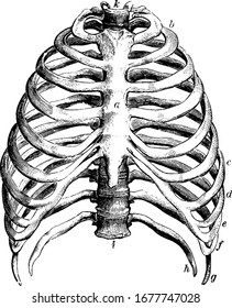 Represents the thorax, with the parts labelled: a, the sternum; b to c, the true ribs; d to h, the false ribs; g, h, the floating ribs; and other, vintage line drawing or engraving illustration.