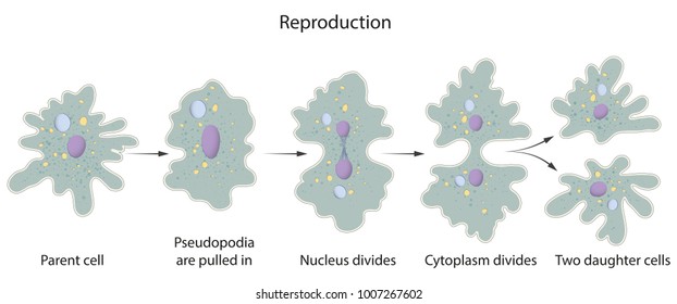 Reproducción de Amoeba