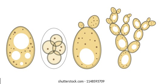 94 imágenes de Lipid granule - Imágenes, fotos y vectores de stock ...