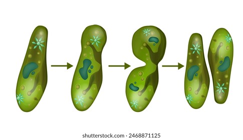 Reproducción en Paramecium. División celular de microbio paramecio