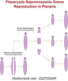 Reproduction in Planaria, Transverse regeneration