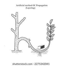 Reproduction in plants, artificial method of propagation,layering, lemon, ixora, jasmine, grape vine etc respond this method, botany concept, roots