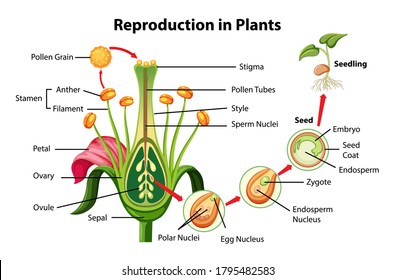 Reproduction in plants diagram illustration