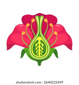 Reproduction in Plants , Illustrated Guide to Flower Structure, Fertilization, and Seed Development