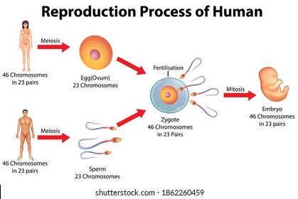 Reproduction Process Of Human Illustration