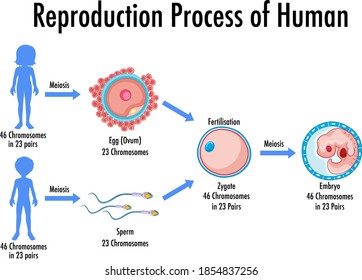 motor reproduction processes definition