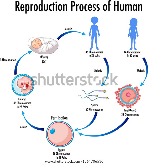 Reproduction Process Human Infographic Illustration Stock Vector