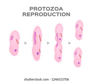 Reproduction of Protozoa / asexual cell / vector