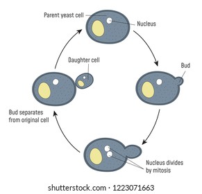 Reproduction in Yeast. Budding. Vector illustration