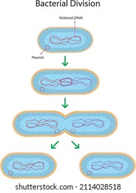 Reproductive Division in Bacteria Diagram