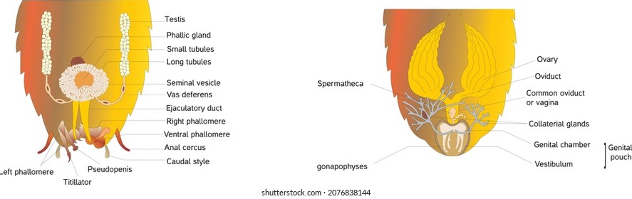 Reproductive system of cockroach male femalev