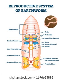 Reproductive system of earthworm vector illustration. Labeled educational scheme with anatomical worm structure. Ground soil organism diagram with spermatheca, seminal vesicle, testis sacs and ovary.