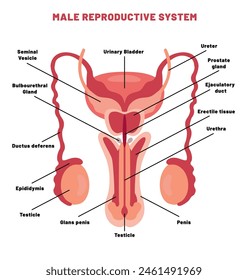 The Reproductive System of Human