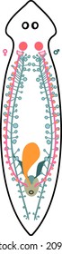 Sistema reproductivo de planaria (lombrices planas) aisladas sobre fondo blanco