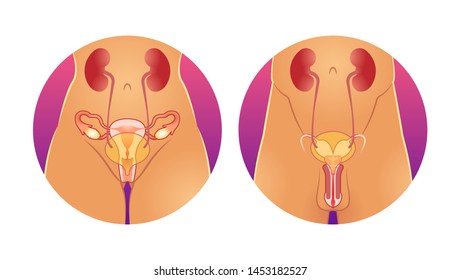 Reproductive system vector illustration. Anatomical human internal sexual organs. Healthy male and female compared genitals. Uterus, vagina and penis medical visualization and fertile gynecology.