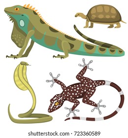 Reptile and amphibian colorful fauna vector illustration reptiloid predator reptiles animals.