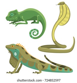 Reptile and amphibian colorful fauna vector illustration reptiloid predator reptiles animals.