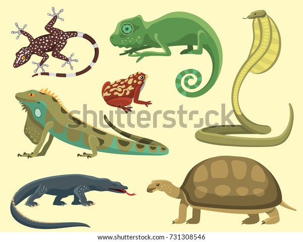 Reptile Amphibian Colorful Fauna Vector Illustration Stock Vector ...