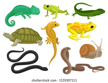 Reptile   amphibian set  chameleon  frog  turtle  lizard gecko  triton vector Illustration white background