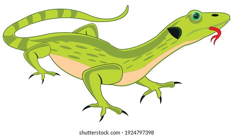 Reptile animal lizard on white background is insulated