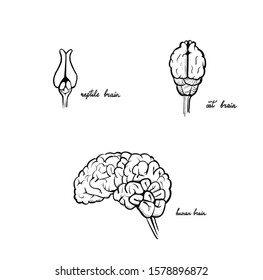 Reptile Brain, Cat, Human Vector Set Medical Illustration