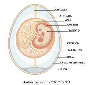 Reptile embryo and egg anatomy. Vector illustration.