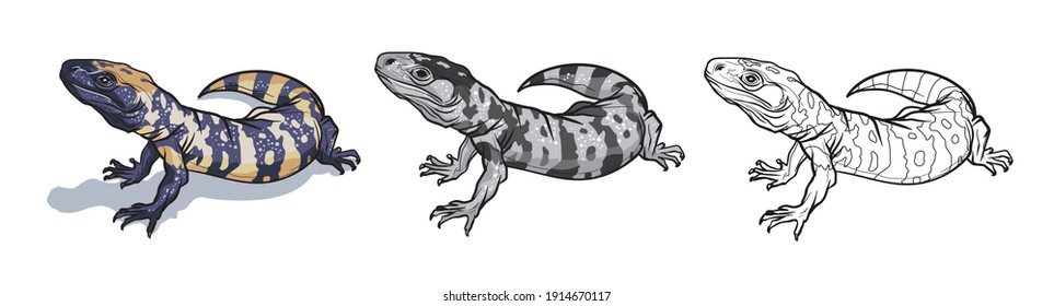 Reptile lizard animal. Reptile in natural wildlife isolated in white background. Color, black and white illustration and outline for coloring. Vector illustration
