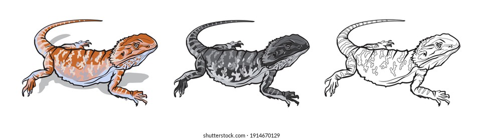 Reptile lizard animal. Reptile in natural wildlife isolated in white background. Color, black and white illustration and outline for coloring. Vector illustration
