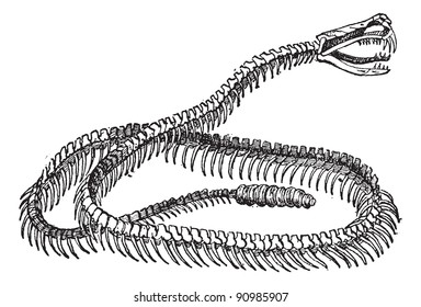 Snake Skeleton Images Stock Photos Vectors Shutterstock Download this premium vector about skeleton snake and skull with sword, and discover more than 10 million professional graphic resources on freepik. https www shutterstock com image vector reptile rattlesnake skeleton vintage engraved illustration 90985907