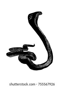 Reptile snake or serpent. Black vector isolated on white background. Hand drawn stylized illustration. 