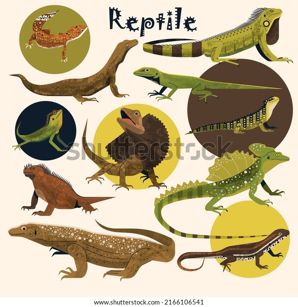 Reptile species\
icons gecko salamander\
animals